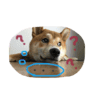 ポコ太の挨拶スタンプ（個別スタンプ：9）