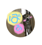 ポコ太の挨拶スタンプ（個別スタンプ：13）