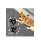 ポコ太の挨拶スタンプ（個別スタンプ：15）
