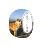ポコ太の挨拶スタンプ（個別スタンプ：21）