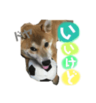 ポコ太の挨拶スタンプ（個別スタンプ：23）