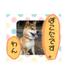 ポコ太の挨拶スタンプ（個別スタンプ：24）