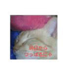 猫が色々しゃべります5（個別スタンプ：1）