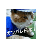 猫が色々しゃべります5（個別スタンプ：2）