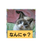 猫が色々しゃべります5（個別スタンプ：3）