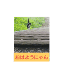 猫が色々しゃべります5（個別スタンプ：5）
