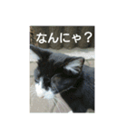 猫が色々しゃべります5（個別スタンプ：6）