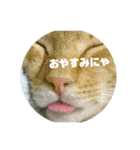 猫が色々しゃべります5（個別スタンプ：7）