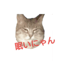 猫が色々しゃべります5（個別スタンプ：8）