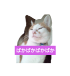 目を細めて一言。（個別スタンプ：3）
