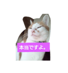 目を細めて一言。（個別スタンプ：8）