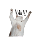 ツンデレ三毛猫、時々魔女三毛猫。（個別スタンプ：1）