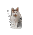 ツンデレ三毛猫、時々魔女三毛猫。（個別スタンプ：2）