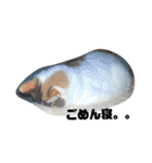 ツンデレ三毛猫、時々魔女三毛猫。（個別スタンプ：3）