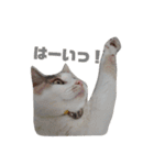 ツンデレ三毛猫、時々魔女三毛猫。（個別スタンプ：5）