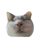 ツンデレ三毛猫、時々魔女三毛猫。（個別スタンプ：6）