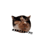 ツンデレ三毛猫、時々魔女三毛猫。（個別スタンプ：8）