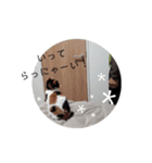 ツンデレ三毛猫、時々魔女三毛猫。（個別スタンプ：9）