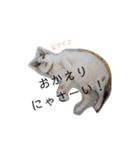 ツンデレ三毛猫、時々魔女三毛猫。（個別スタンプ：10）