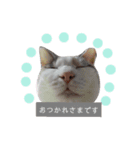 ツンデレ三毛猫、時々魔女三毛猫。（個別スタンプ：14）