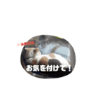 ツンデレ三毛猫、時々魔女三毛猫。（個別スタンプ：15）