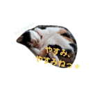 ツンデレ三毛猫、時々魔女三毛猫。（個別スタンプ：16）