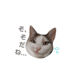 ツンデレ三毛猫、時々魔女三毛猫。（個別スタンプ：17）
