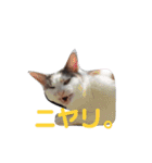 ツンデレ三毛猫、時々魔女三毛猫。（個別スタンプ：18）