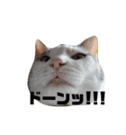 ツンデレ三毛猫、時々魔女三毛猫。（個別スタンプ：19）