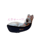 ツンデレ三毛猫、時々魔女三毛猫。（個別スタンプ：21）