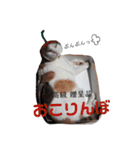 ツンデレ三毛猫、時々魔女三毛猫。（個別スタンプ：22）