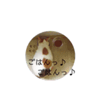 ツンデレ三毛猫、時々魔女三毛猫。（個別スタンプ：24）