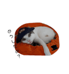 ツンデレ三毛猫、時々魔女三毛猫。（個別スタンプ：29）