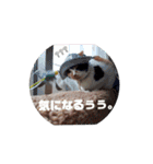 ツンデレ三毛猫、時々魔女三毛猫。（個別スタンプ：30）