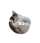 ツンデレ三毛猫、時々魔女三毛猫。（個別スタンプ：31）