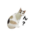 ツンデレ三毛猫、時々魔女三毛猫。（個別スタンプ：32）