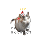 ツンデレ三毛猫、時々魔女三毛猫。（個別スタンプ：34）