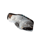 ツンデレ三毛猫、時々魔女三毛猫。（個別スタンプ：35）