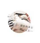 ツンデレ三毛猫、時々魔女三毛猫。（個別スタンプ：37）