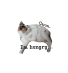 ツンデレ三毛猫、時々魔女三毛猫。（個別スタンプ：38）