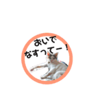 ツンデレ三毛猫、時々魔女三毛猫。（個別スタンプ：39）