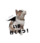 ツンデレ三毛猫、時々魔女三毛猫。（個別スタンプ：40）