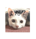しろ天使うめくら（個別スタンプ：8）