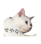しろ天使うめくら（個別スタンプ：9）