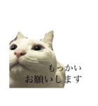 しろ天使うめくら（個別スタンプ：10）