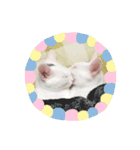 しろ天使うめくら（個別スタンプ：16）