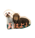 マルチーズとダックス（個別スタンプ：1）
