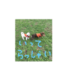 マルチーズとダックス（個別スタンプ：2）