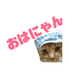 猫が色々しゃべります6（個別スタンプ：1）