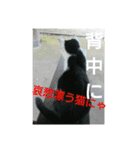 猫が色々しゃべります6（個別スタンプ：4）